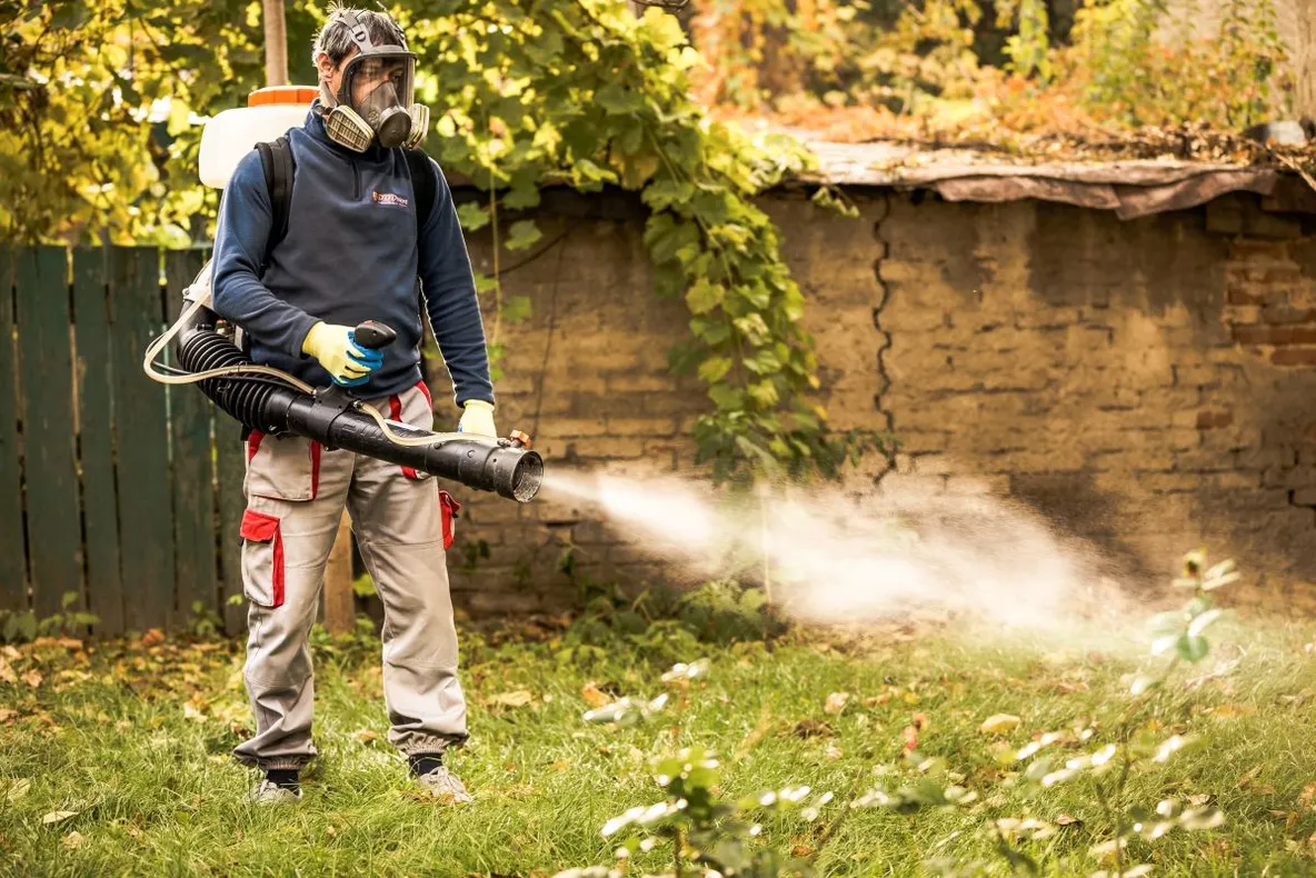 Dezinsecţie la Cluj. Vezi cu ce insecticide
