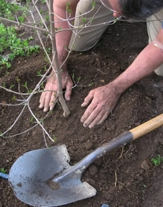 Acțiune de plantare de copaci în zona pădurii Feleacu