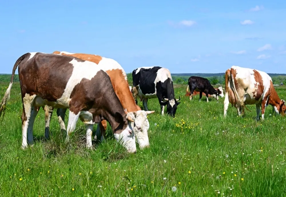 APIA începe  eliberarea de adeverinţe pentru solicitanţii schemei de ajutor de stat în sectorul creşterii animalelor pentru anul 2022