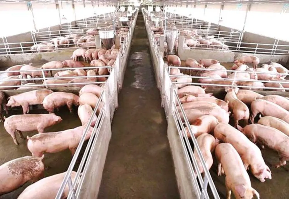 MADR acordă ajutoare excepționale producătorilor agricoli, crescători de animale din sectoarele suin și avicol