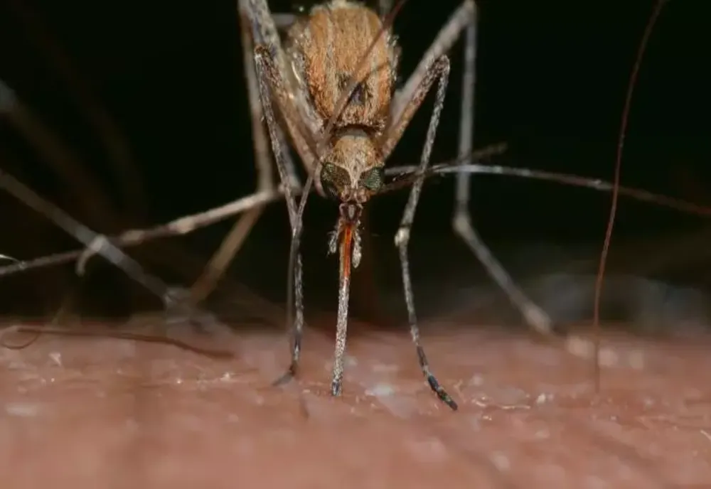 Această grupă de sânge este un adevărat magnet pentru țânțari. Specialiștii au deslușit preferințele supărătoarelor insecte