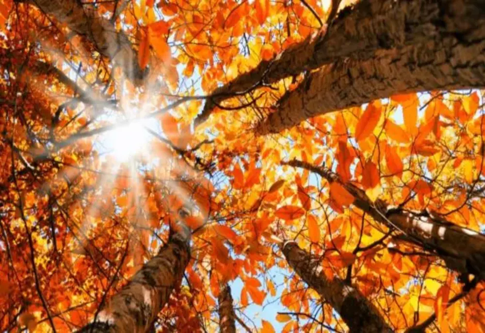 VREMEA 19 SEPTEMBRIE. TEMPERATURI ÎN UȘOARĂ CREȘTERE