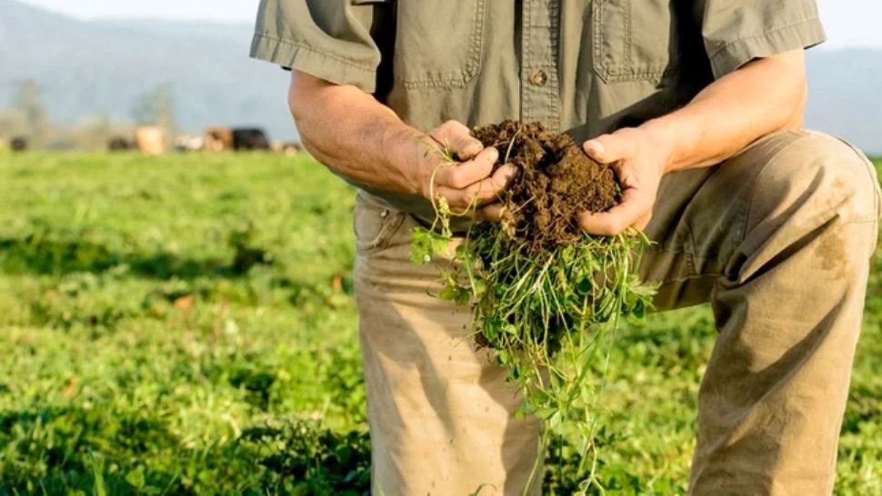 Patru fermieri din Cluj, trimiși în judecată pentru fraudă cu fonduri europene