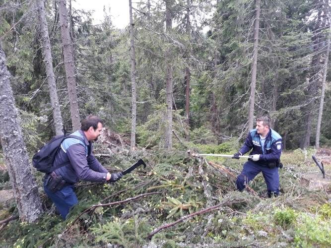 FOTO | Acţiune a poliţiştilor clujeni pentru prevenirea tăierilor ilegale de arbori