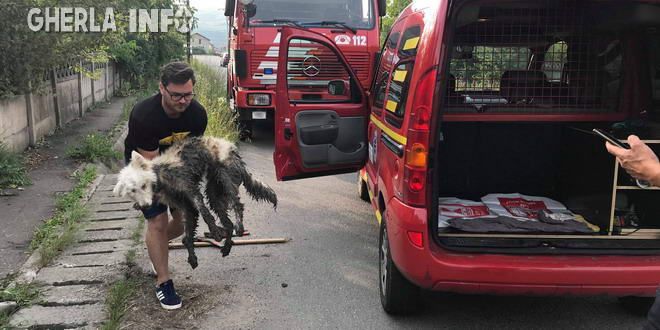 FOTO | Misiune neobişnuită pentru pompierii din Gherla! Au salvat un câine blocat, de câteva zile, într-un şanţ