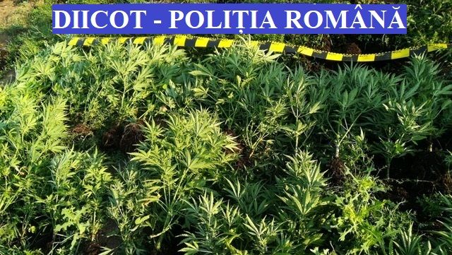 12 traficanți de cannabis reținuți! Au fost efectuate percheziţii în Cluj şi Bistriţa-Năsăud