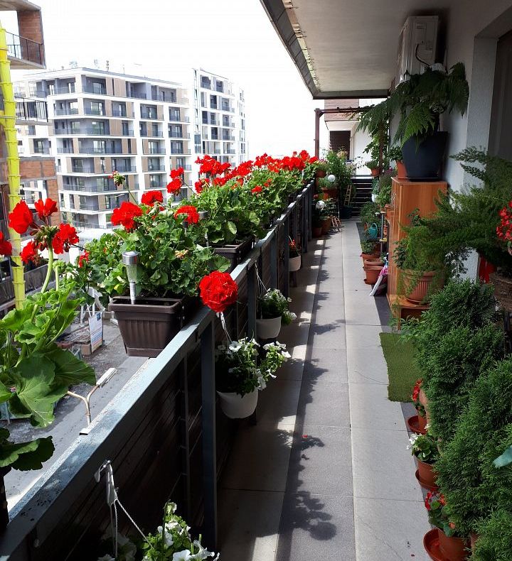 FOTO | Concursul ’’Clujul cu flori’’ şi-a desemnat câştigătorii