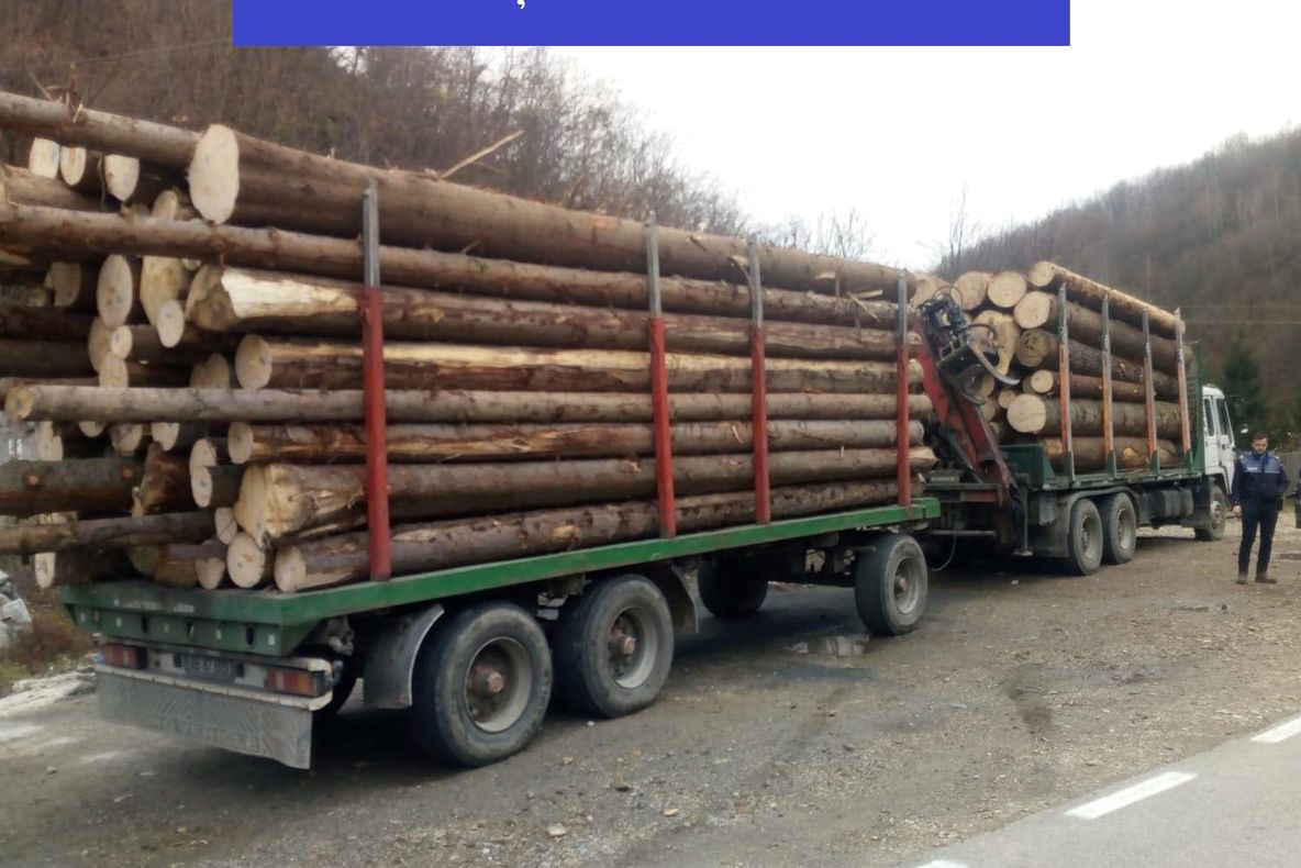 FOTO | Bărbaţi reţinuţi pentru furt de arbori! A fost confiscat şi un camion