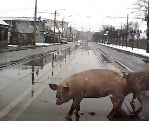 VIDEO | Porci, la plimbare pe un bulevard din Cluj-Napoca