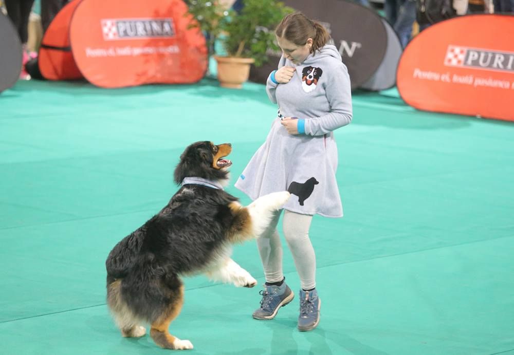 Zeci de câini participă la Napoca Dog Show din Cluj