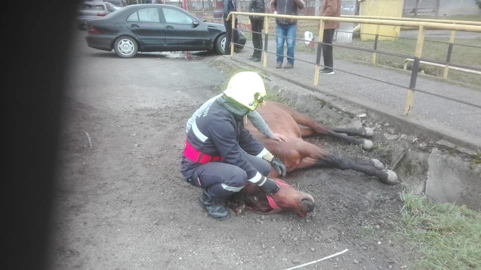 FOTO | Cal lovit de maşină pe o stradă din Gherla! Proprietarul animalului a fost amendat