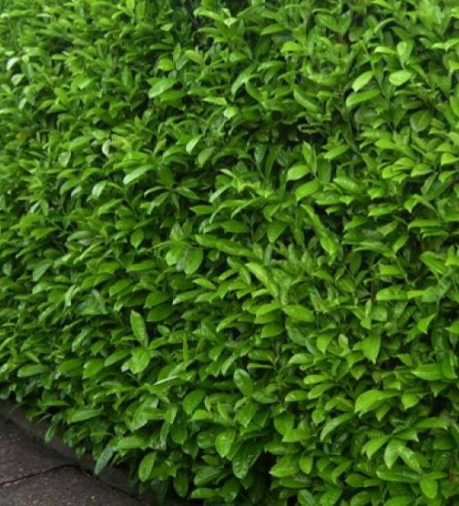 Peste o mie de arbori au fost plantați pe domeniul public din Cluj