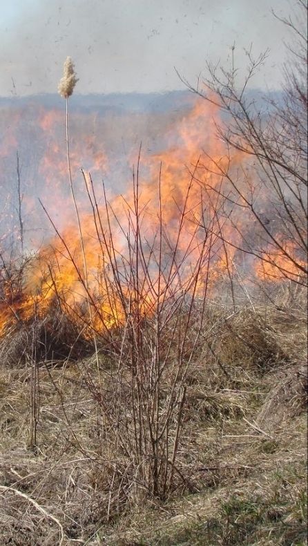 Peste 20 de incendii de vegetație, stinse la Cluj în ultima săptămână