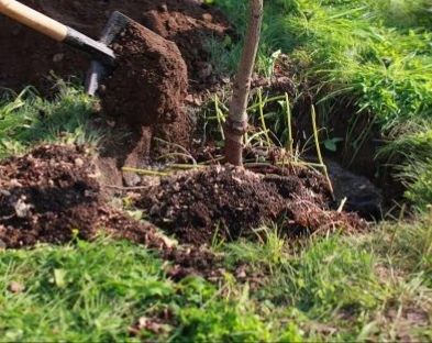 15 mii de puieți pentru împădurirea localității  Tăuți, comuna Florești