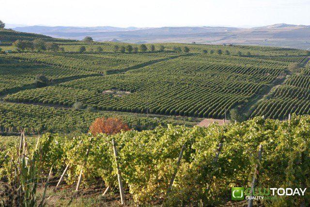 Noi tehnologii pentru viticultura viitorului - Dronele care îi vor ajuta pe fermieri