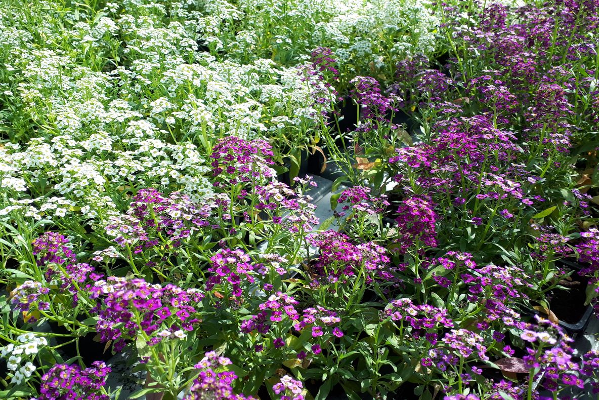 USAMV pune în vânzare flori și plante aromatice