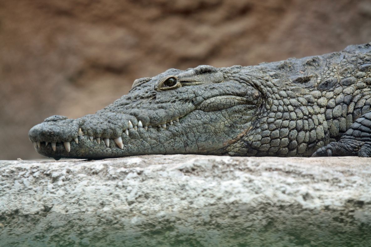 O nouă specie de crocodil, descoperită de către cercetătorii UBB