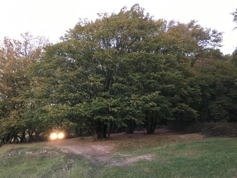 Pădurea Hoia - Baciu devine un brand turistic tot mai atractiv