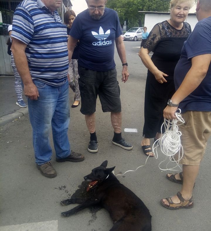 CRUZIME: câine tras cu un cablu după maşină într-un cartier din Cluj-Napoca