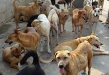 Ziua portilor deschise la adăpostul de câini al Primăriei Cluj-Napoca