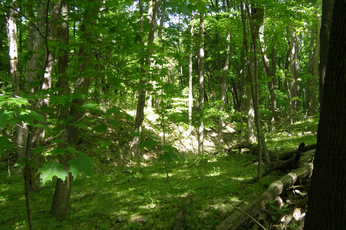 Acțiune de ecologizare a Padurii Făget