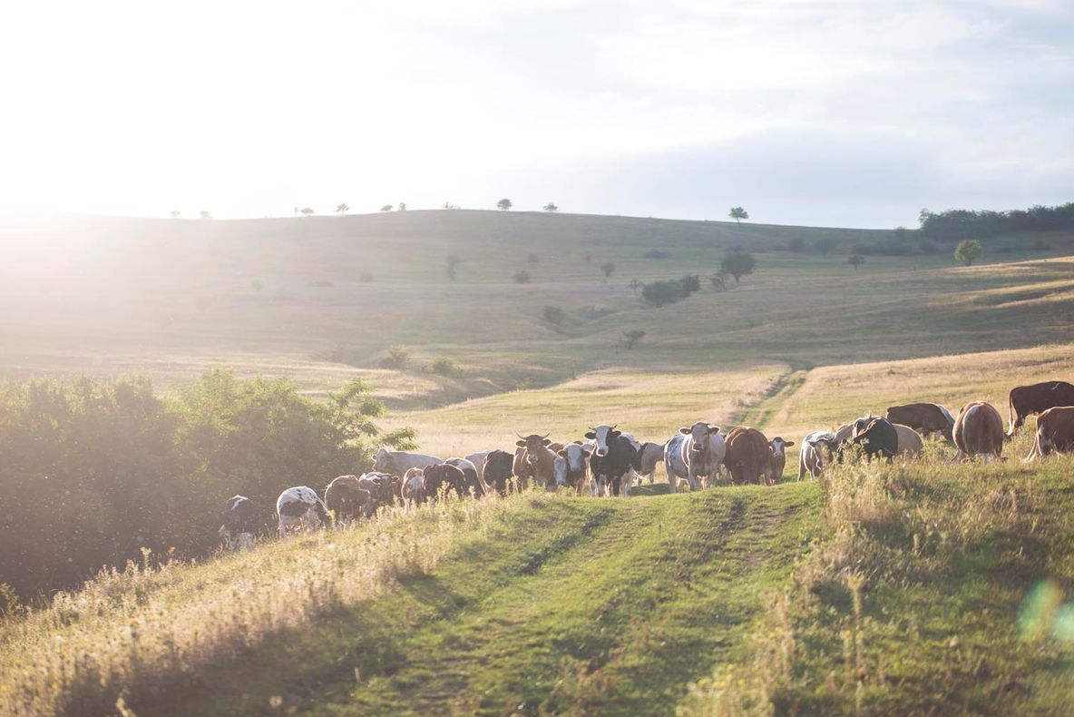 Cinci fermieri din județul Cluj se reunesc în Frăția Bacilor Ardeleni