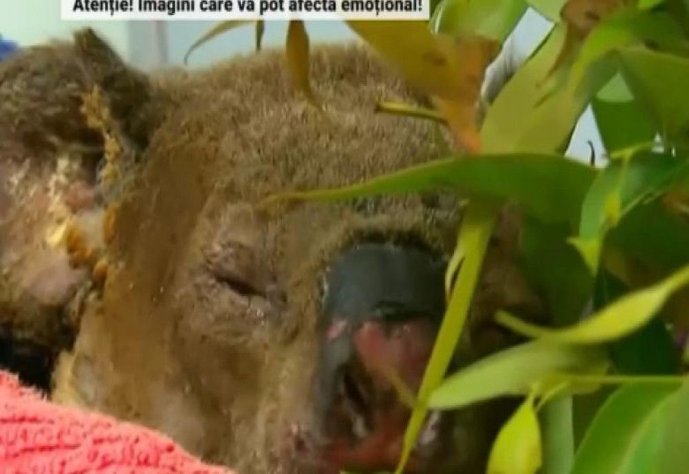  VIDEO. Noi imagini cu Lewis, ursul koala salvat de o femeie din mijlocul flăcărilor 