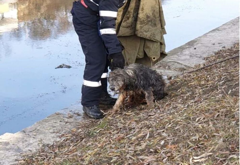 FOTO | Operaţiune de salvare dramatică la Cluj după ce un câine a căzut în râul Someş