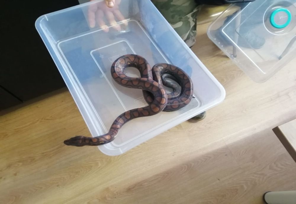 FOTO | Ce se mai fură la Cluj: şerpi şi şopârle din vivariul unei universităţii