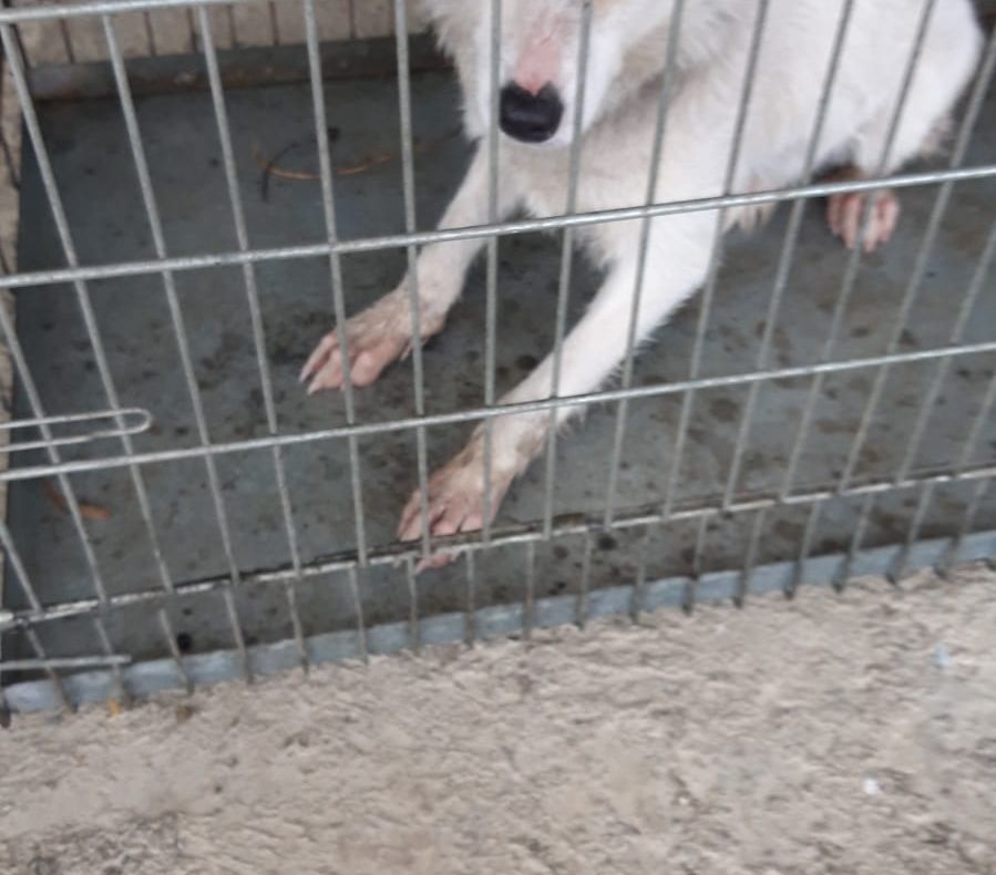 VIDEO | Caz şocant în judeţul Cluj: un bărbat şi-a violat câinele