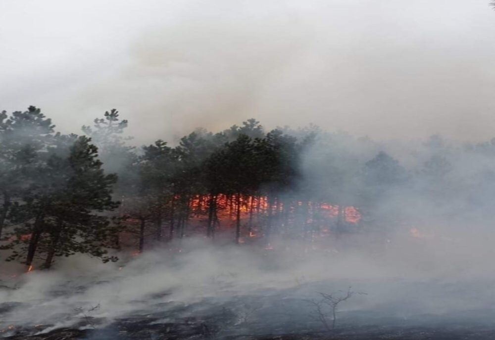 VIDEO | Arde Pădurea Făget de lângă Cluj-Napoca
