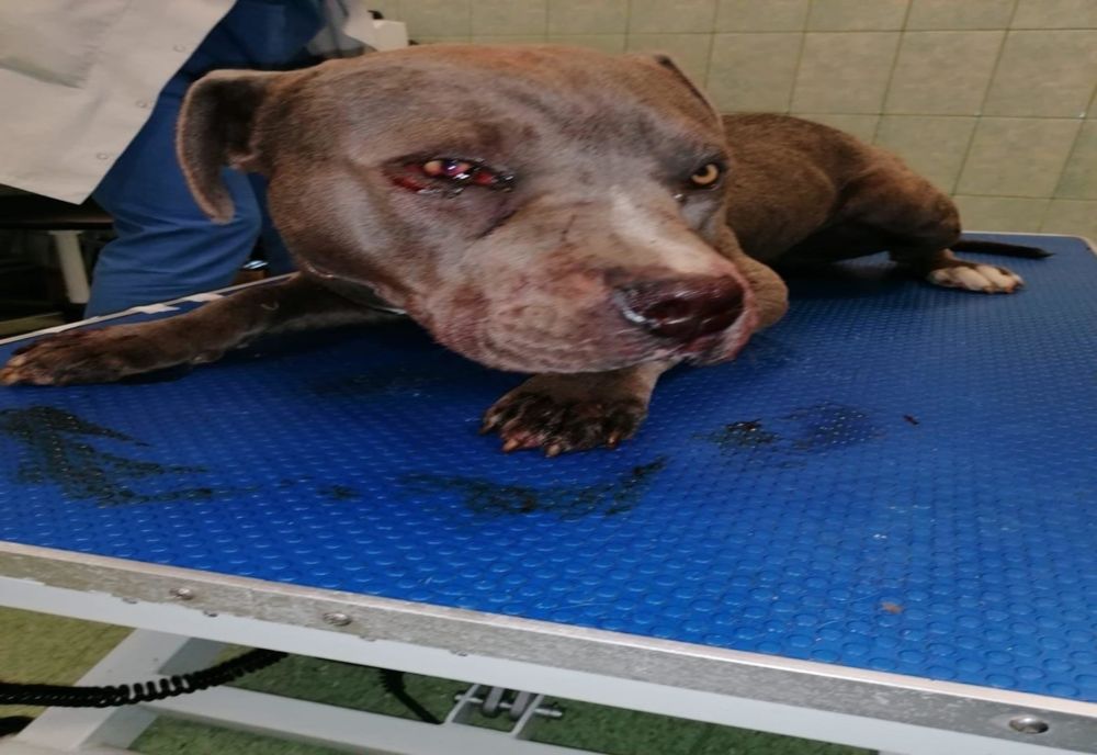 FOTO | Bărbat cercetat de oamenii legii după ce şi-a bătut propriul câine cu o sapă 