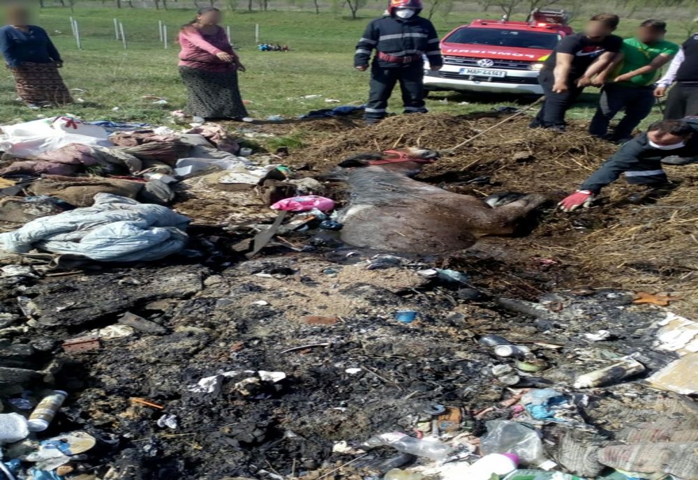 Cal salvat dintr-o groapă de gunoi din Ocna Dej