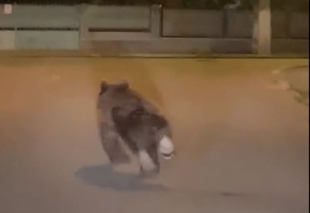 Puiul de urs care se plimbă de două zile pe străzile din Câmpia Turzii nu a fost prins