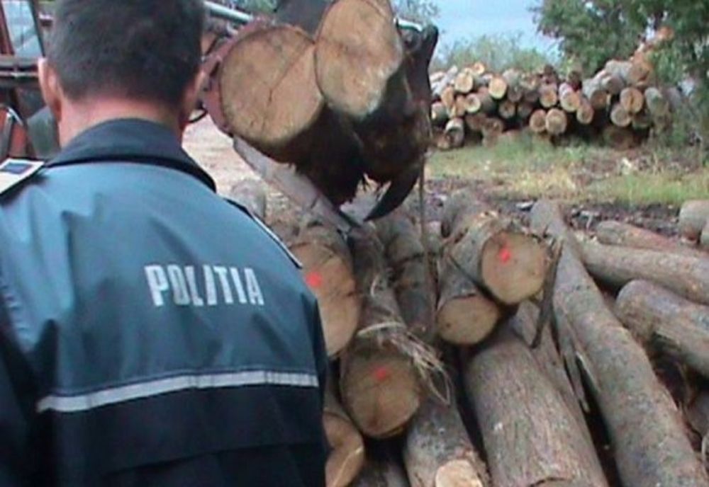 Clujeni cercetări de poliţiştii sălăjeni! Au fost prinşi în timp ce tăiau arbori nemarcaţi