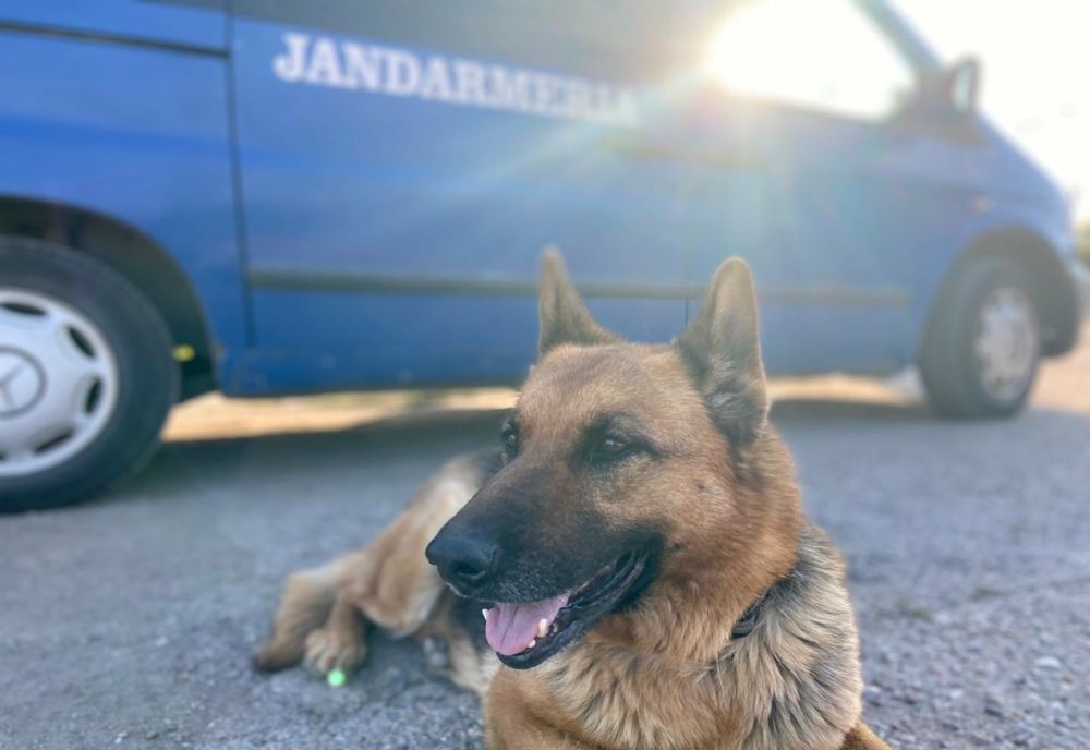 Doi câini ai Inspectoratului de Jandarmi Județean Cluj au ieşit la pensie