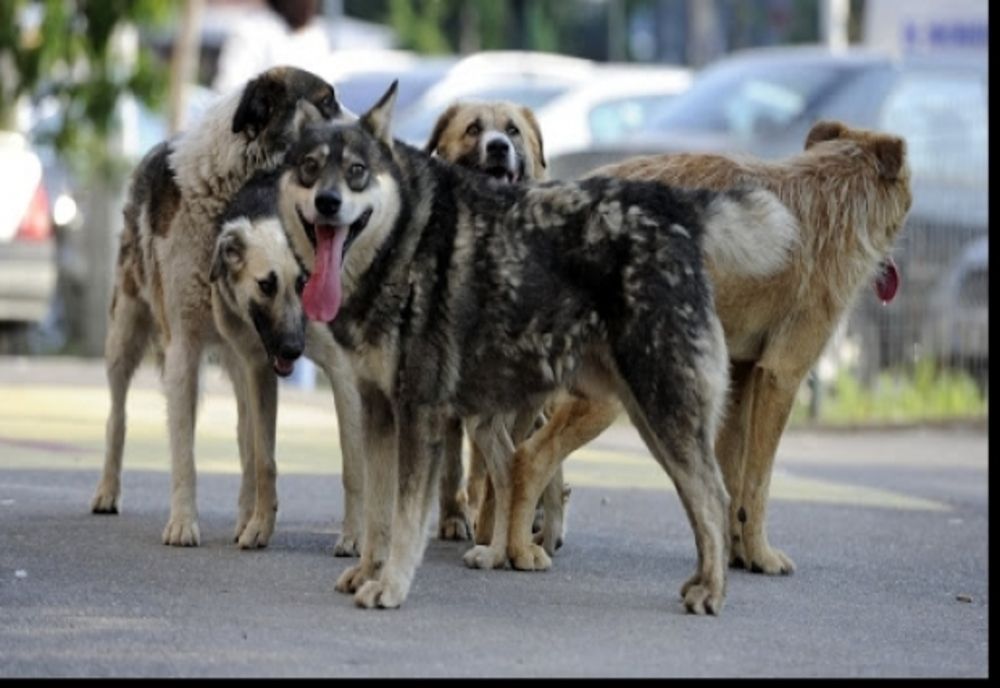 Consiliul Județean Cluj se alătură luptei împotriva abuzurilor față de animale