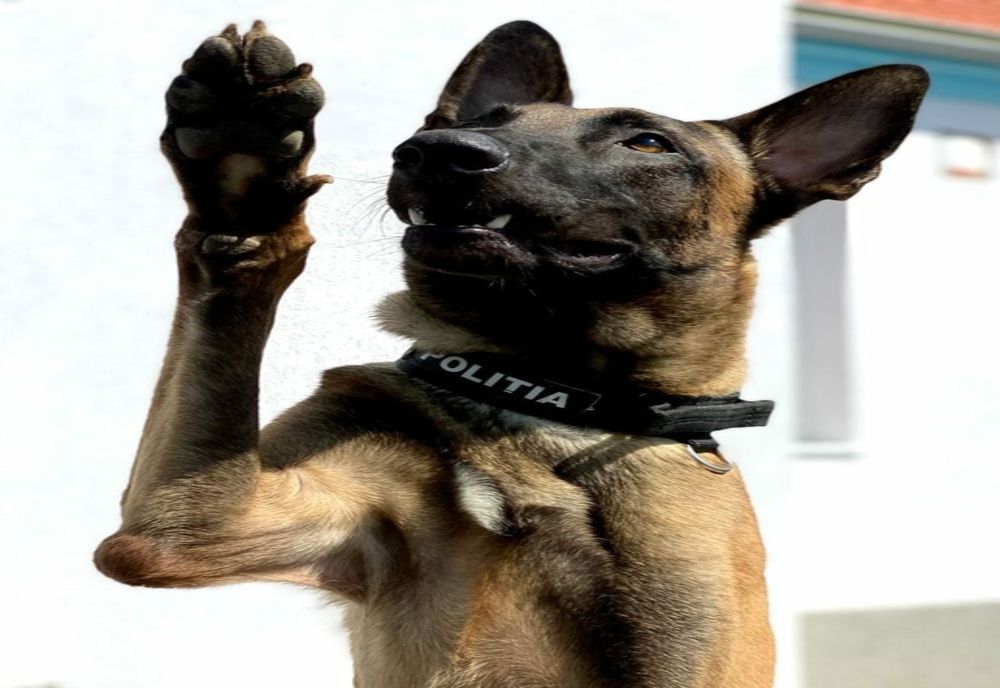 Aeroportul din Cluj este al doilea aeroport din România în care câinii special dresați depistează pasagerii infectați COVID-19