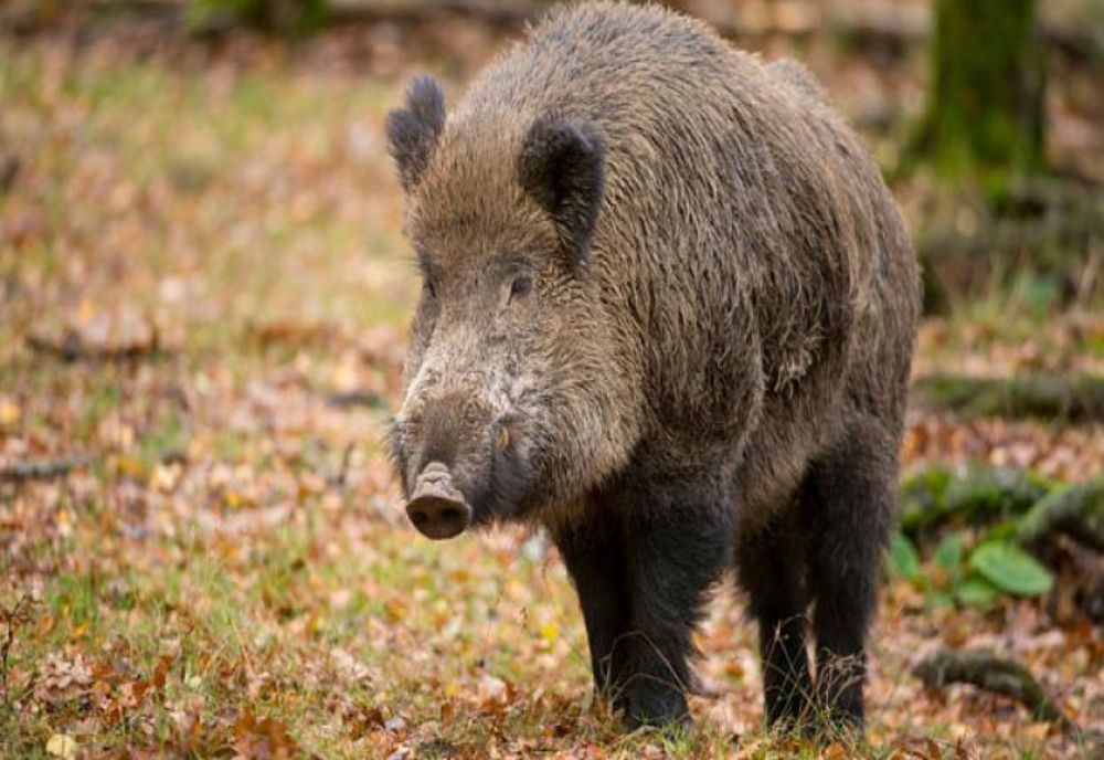 Pesta Porcină Africană confirmată pe un fond de vânătoare din Teaca și pe unul din Malin! Până unde se întinde zona afectată