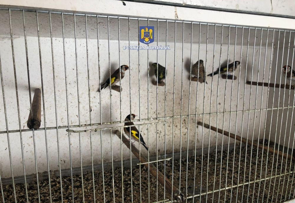 Clujean cercetat de oamenii legii după ce a capturat 28 de păsări sălbatice