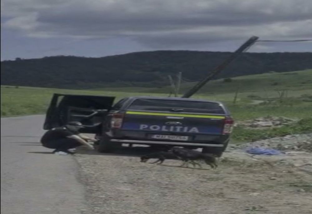 Bărbat din Cluj amendat cu 12.000 de lei după ce a abandonat doi câini pe un drum din Mureş