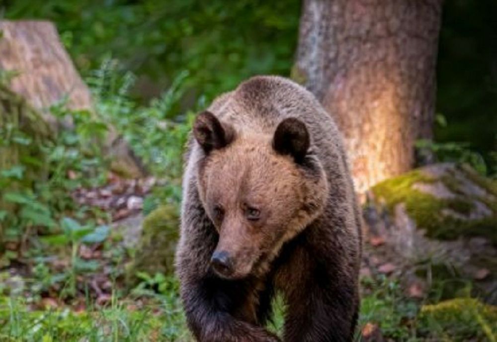 Mesaj Ro-Alert: Urs prezent pe un traseu turistic din judeţul Cluj