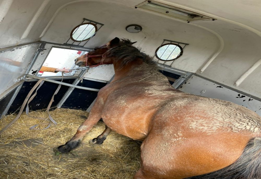 Cal legat şi abandonat plasat de poliţiştii clujeni într-un adăpost