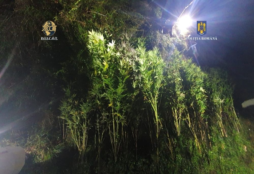 Cultură cu peste 40 de plante de cannabis descoperită într-o pădure de lângă Cluj-Napoca (FOTO)