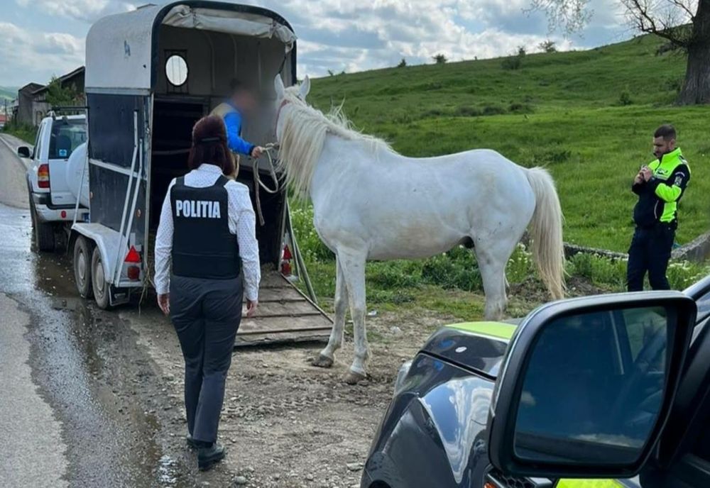 Clujean amendat pentru că şi-a lăsat calul nesupravegheat