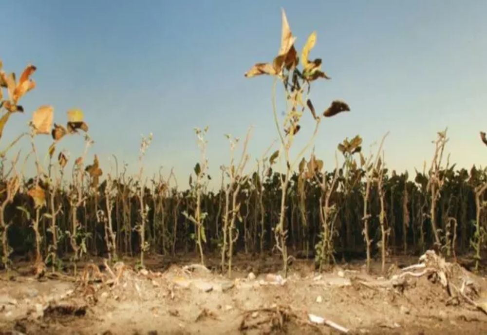 SECETA A PUS CAPAC PRODUCŢIILOR AGRICOLE; APICULTURA ESTE UNUL DINTRE SECTOARELE CELE MAI AFECTATE