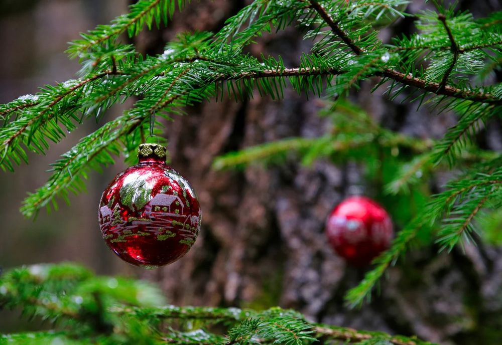 Vouchere pentru brazii de Crăciun returnați: un mare retailer din România oferă bani clienților