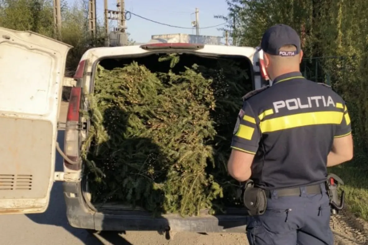 Bărbat prins cu peste jumătate de tonă de cetină de brad transportată ilegal