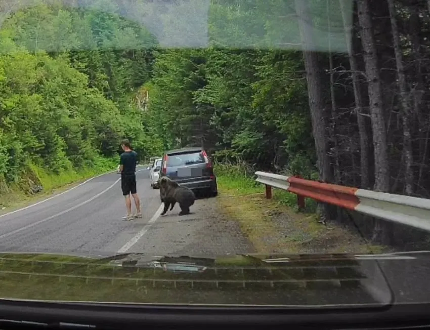Imagini virale pe Transfăgărășan: un urs, la câțiva centimetri de un turist. Tânărul pare să nu-l observe VIDEO