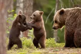 Ministra Mediului spune că urșii care intră în localități trebuie împușcați